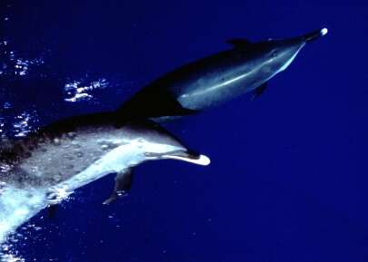 Image of Bridled Dolphin