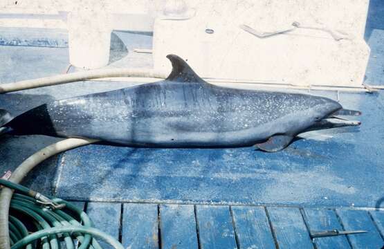 Image of Bridled Dolphin