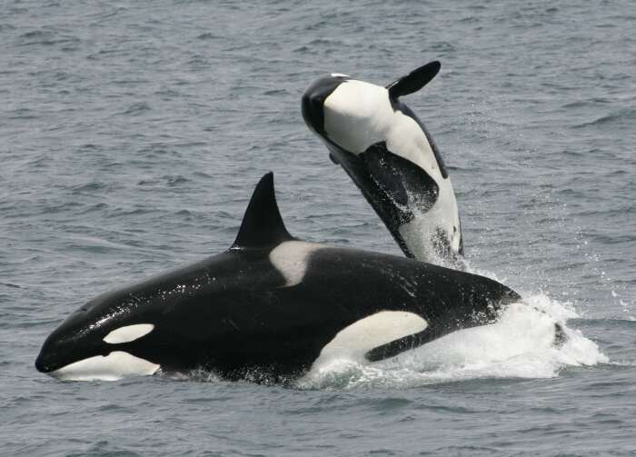 Image of killer whale