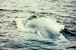 Image of Pygmy Blue Whale