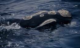 Image of Southern Right Whale