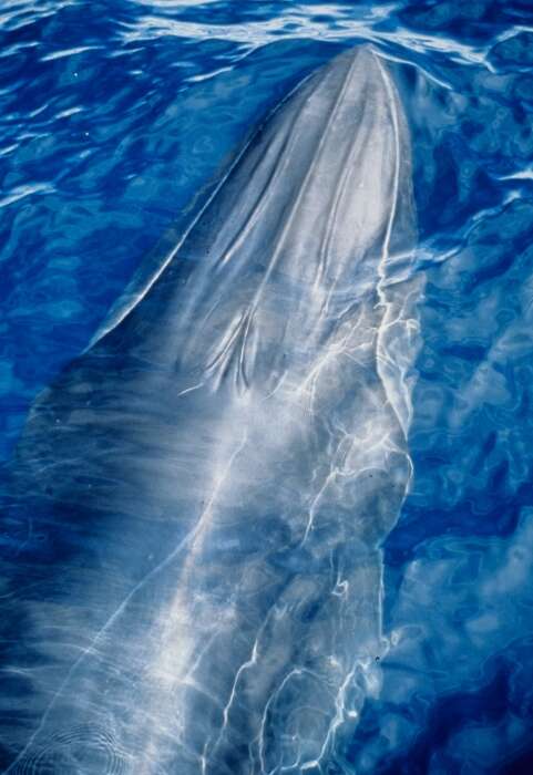 Image of Bryde's Whale