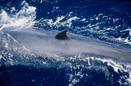 Image of Bryde's Whale