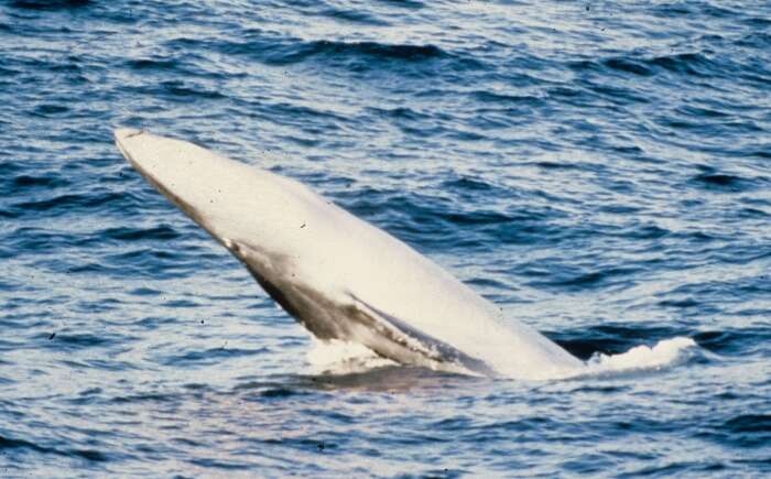 Image of Bryde's Whale