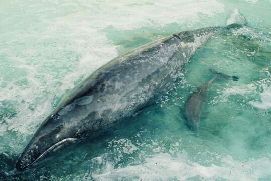 Image of gray whales