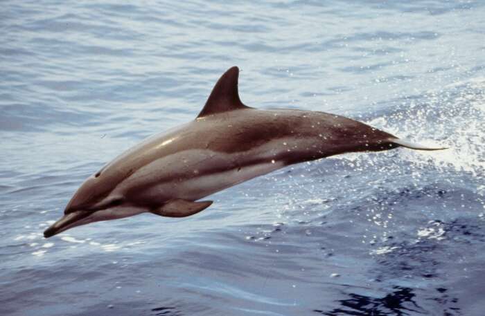 Image of Atlantic Spinner Dolphin