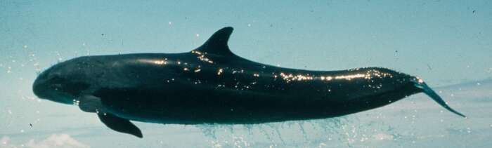 Image of false killer whale