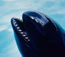 Image of false killer whale