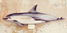 Image of Atlantic Dolphin