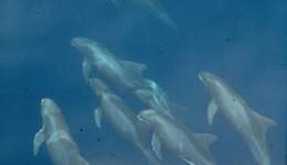 Image of pygmy killer whale