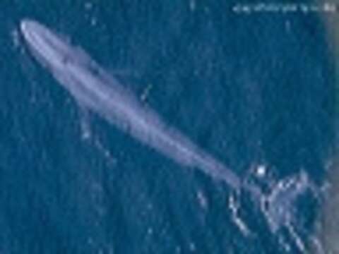 Image of Pygmy Blue Whale