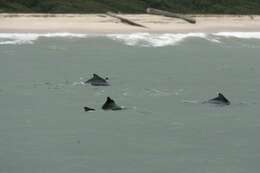 Image of Atlantic Hump-backed Dolphin