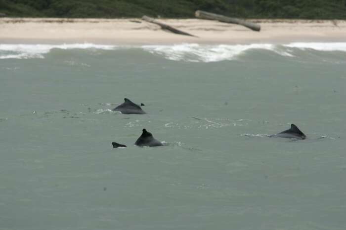 Image of Atlantic Hump-backed Dolphin