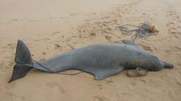 Image of Atlantic Hump-backed Dolphin