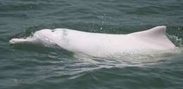 Image of Humpback dolphin