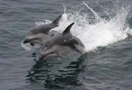 Image of Dusky Dolphin