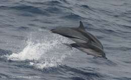 Image of Blue-white Dolphin