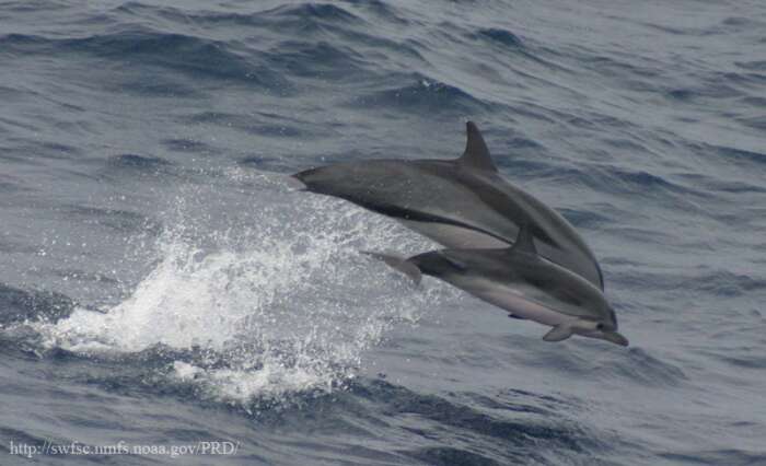 Imagem de Stenella coeruleoalba (Meyen 1833)