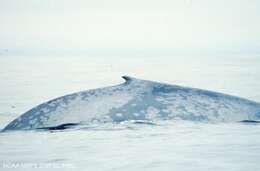 Image of Pygmy Blue Whale