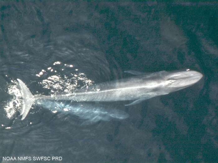 Image of Pygmy Blue Whale