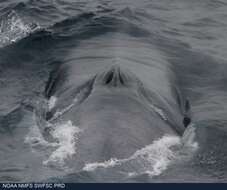 Gök balina resmi