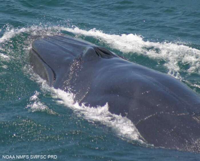 Image de Baleinoptère de Bryde