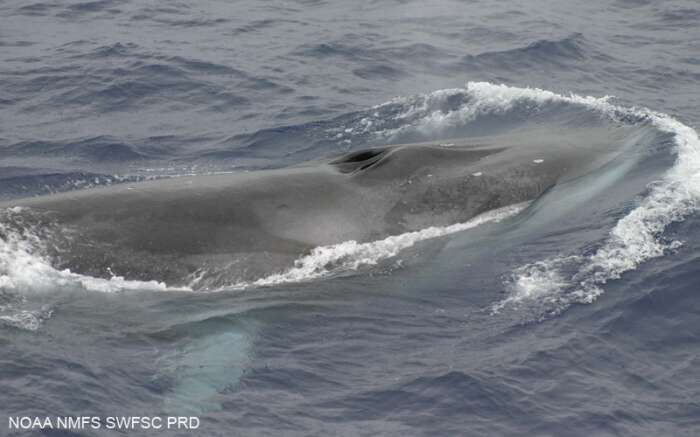 Oluklu balina resmi