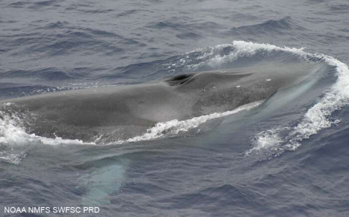 Image of Common Rorqual