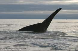 Image of North Pacific Right Whale