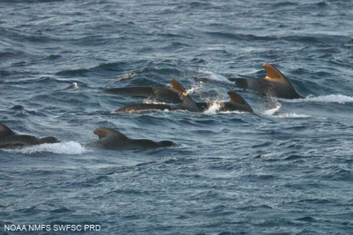 Imagem de Globicephala macrorhynchus Gray 1846