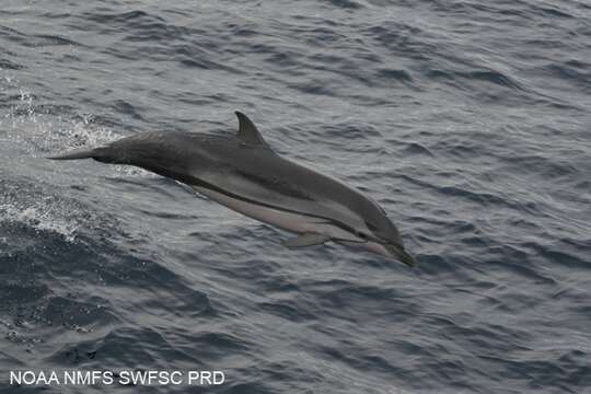 Image of Blue-white Dolphin