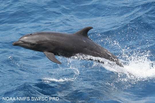 Image of Bottlenose Dolphin