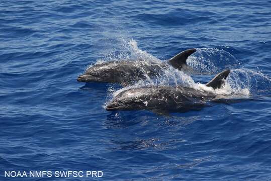 Image of Bottlenose Dolphin