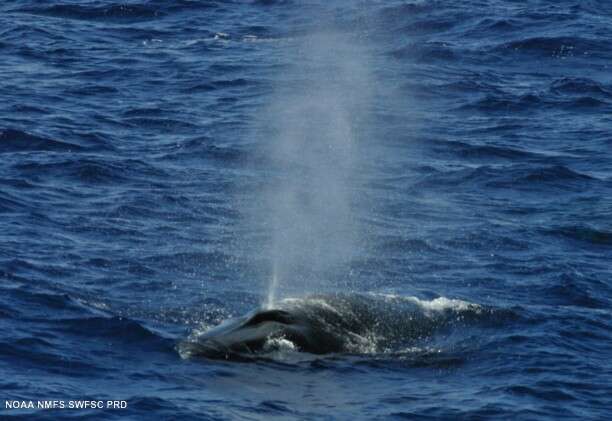 Image de Rorqual Boréal