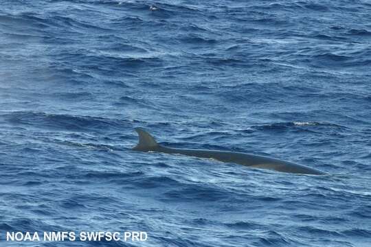 Image of Coalfish Whale