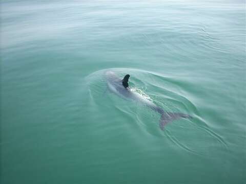 Image of White-beaked Dolphin