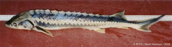 Image of Russian Sturgeon