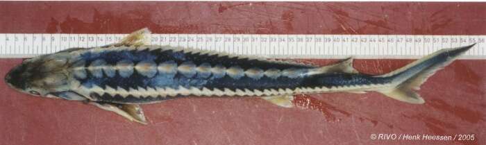 Image of Russian Sturgeon