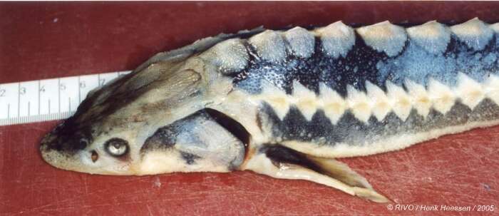 Image of Russian Sturgeon