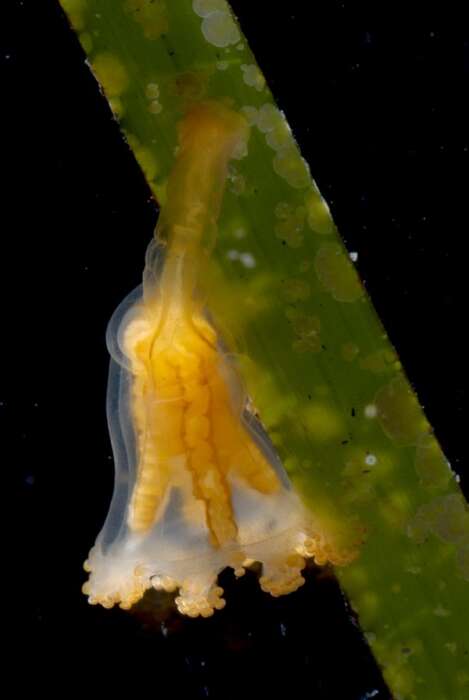 Image of stalked jellyfish