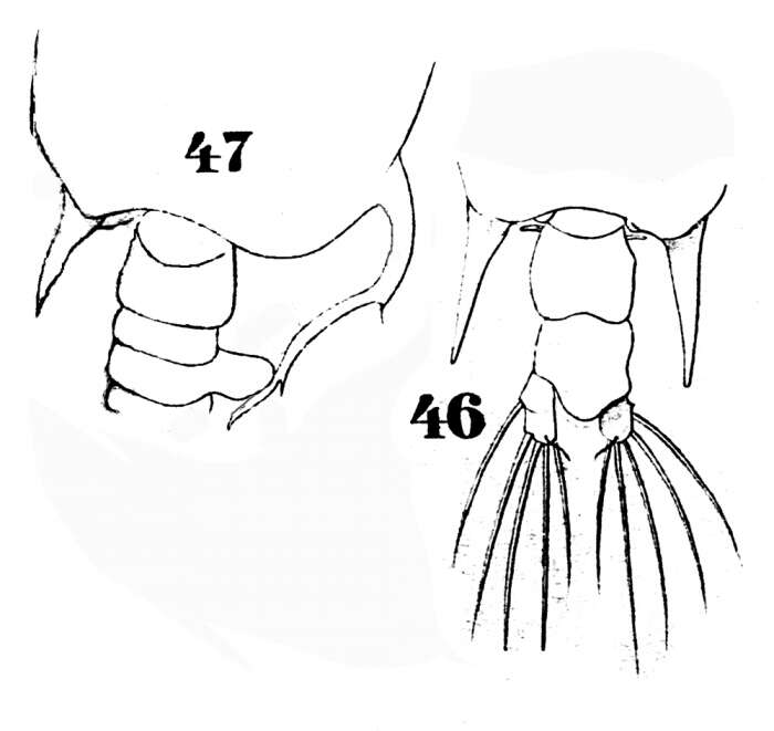 Image of Pontellopsis armata (Giesbrecht 1889)