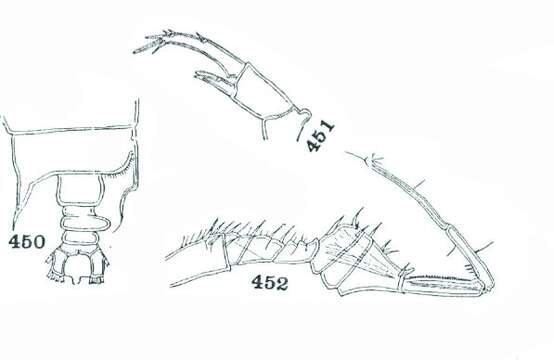 Image of Pontellopsis armata (Giesbrecht 1889)