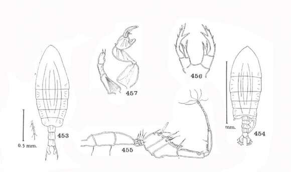 Image of Pontellopsis bitumida Wilson C. B. 1950