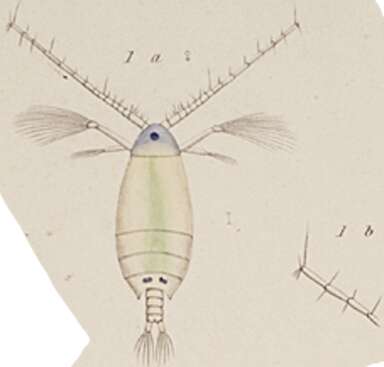 Image of Pontellopsis curta (Dana 1849)