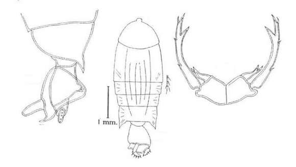 Image of Pontellopsis digitata Wilson C. B. 1950