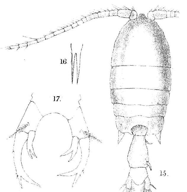 Image of Pontellopsis herdmani Thompson I. C. & Scott A. 1903