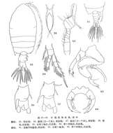 Image of Pontellopsis inflatodigitata Chen & Shen 1974