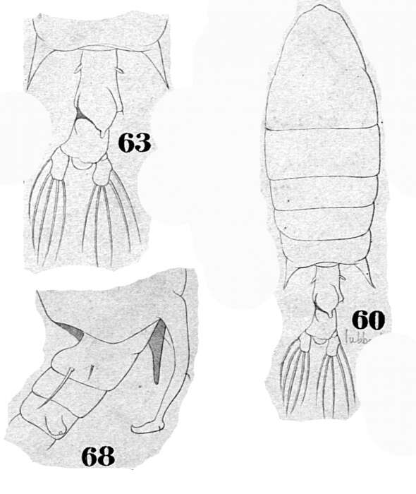 Image of Pontellopsis lubbockii (Giesbrecht 1889)