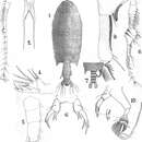 Imagem de Pontellopsis macronyx Scott A. 1909
