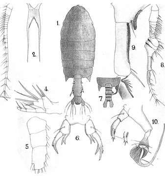 Image of Pontellopsis macronyx Scott A. 1909